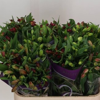 Freshy Bouquet Alstroemeria “Rainbow” | Colour: Mixed Colours | Length ± 75 centimetre | 10 stems per bunch | Per bunch