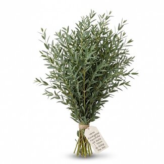 Freshy Frischer Eucalyptus Parvifolia aus Italien | ↕ 70cm | ⚖ 300g | Pro Bund