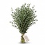 Frischer Eucalyptus Parvifolia aus Italien | ↕ 70cm | ⚖ 300g | Pro Bund