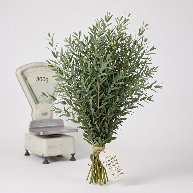 Frischer Eucalyptus Parvifolia aus Italien | ↕ 70cm | ⚖ 300g | Pro Bund