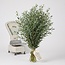 Frischer Eucalyptus Parvifolia aus Italien | ↕ 70cm | ⚖ 300g | Pro Bund