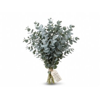 Freshy Fresh Eucalyptus Gunnii from Italy | ↕ 70cm | ⚖ 300g | Per bunch