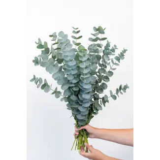 Freshy Frischer Eukalyptus Babyblau aus Italien | ↕ 70cm | ⚖ 300g | Pro Bund