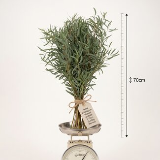 Freshy Frais Eucalyptus Nicholii d'Italie | ↕ 70cm | ⚖ 300g | Par botte