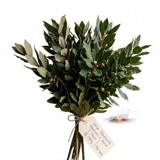 Freshy Frische Steineiche (Quercus) aus Italien | ↕ 50cm | ⚖ 250g | Pro Bund