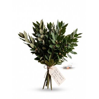 Freshy Frische Steineiche (Quercus) aus Italien | ↕ 50cm | ⚖ 250g | Pro Bund
