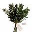 Frische Steineiche (Quercus) aus Italien | ↕ 50cm | ⚖ 250g | Pro Bund