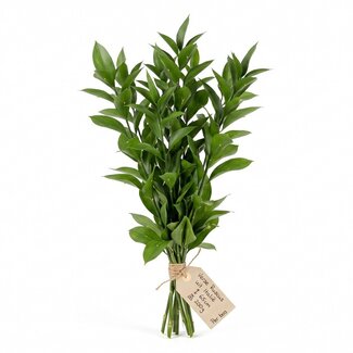 Freshy Fresh Ruscus from Italy | ↕ 65cm | ⚖ 200g | Per bunch