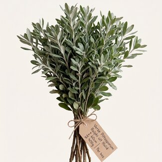 Freshy Fresh Pittosporum Ralphi from Italy | ↕ 60cm | ⚖ 400g | Per bunch