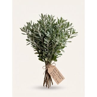 Freshy Fresh Pittosporum Ralphi from Italy | ↕ 60cm | ⚖ 400g | Per bunch