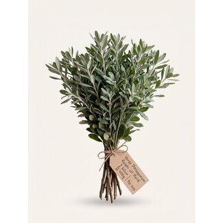 Freshy Verse Pittosporum Ralphi uit Italië | ↕ 60cm | ⚖ 400g | Per bos
