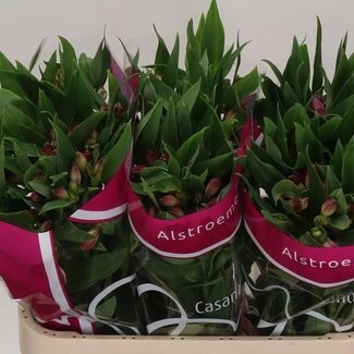 Freshy Alstroemeria “Casanova” | Farbe: Rosa | Länge ± 75 centimeter | Pro 10 Stielen frische Blumen