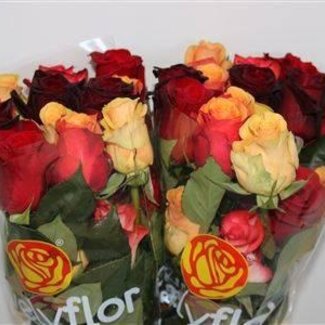 Freshy Rosen Mischung Rot Orange | Farbe: Gemischte Farben | Länge ± 40 centimeter | Pro 25 Rosen
