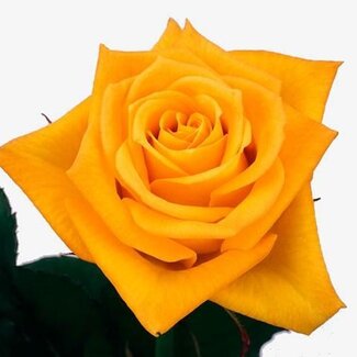 Freshy Rosen “Aloha” | Farbe: Gelb | Länge ± 40 centimeter | Pro 25 Rosen