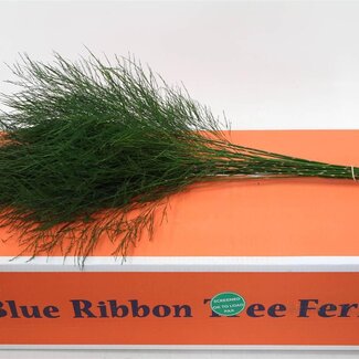 Freshy Zierlicher Asparagus Baumfarn | Farbe: Grün | Länge ± 55 centimeter | 30 Zweige pro Bund | Pro 5 Bündel