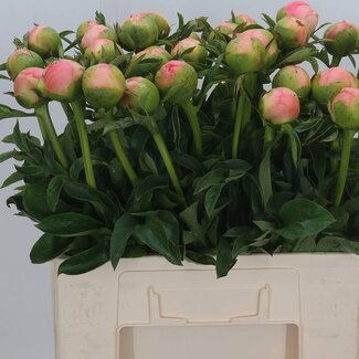 Freshy Paeonia Pfingstrose “Kingsday” | Farbe: Orange | Länge ± 60 centimeter | Pro 10 frische Pfingstrosen