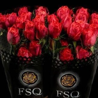 Freshy Großblütige Rose “Hard Rock” | Farbe: Rosa | Länge ± 70 centimeter | Herkunft Ecuador | Pro 20 frische Rosen