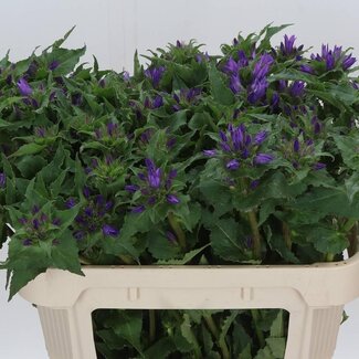 Freshy Campanula Glomerata Bio Kissen | Farbe: Blau Violett | Länge ± 70 centimeter | Pro 10 Stiele frische Blumen