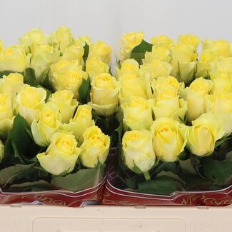 Freshy Rosen “Minion Rose” | Farbe: Gelb | Länge ± 50 centimeter | Pro 10 Rosen