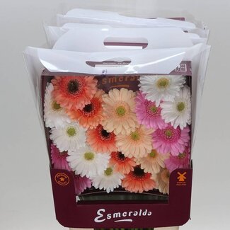 Freshy Gerbera Pomponi Mi Aqua “Mix Malaga” | Farbe: Gemischte Farben | Länge ± 45 centimeter | Pro 20 frische Blumen