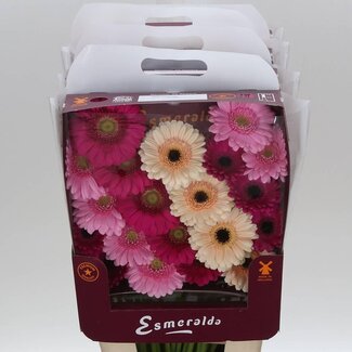 Freshy Gerbera Pomponi Mi Aqua “Mix Pastell” | Farbe: Gemischte Farben | Länge ± 45 centimeter | Pro 20 frische Blumen