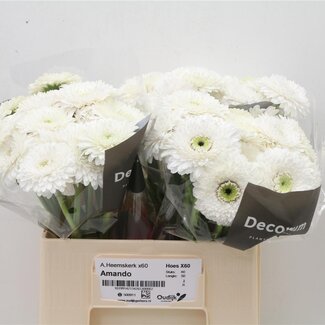 Freshy Germini Aqua Pom “Amando” | Colour: White | Length ± 50 centimetre | Per 20 fresh flowers
