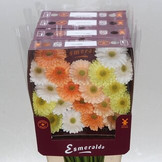 Freshy Gerbera Pomponi Mi Aqua “Mix Mariage” | Farbe: Gemischte Farben | Länge ± 45 centimeter | Pro 20 frische Blumen