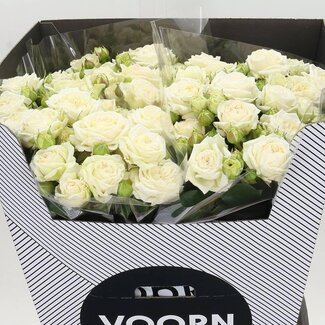 Freshy Holländische Traubenrose “Bridal Flow Voorn” | Farbe: Weiß | Länge ± 70 centimeter | Pro 5 frische Rosen