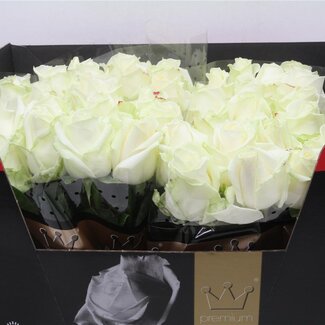 Freshy Rosen “Avalanche Bernard Premium” | Farbe: Weiß | Länge ± 60 centimeter | Pro 10 Rosen