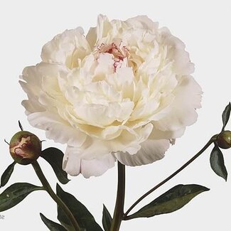 Freshy Paeonia Pfingstrose L “Festiva Maxima” Biologisch | Farbe: Gelb | Länge ± 60 centimeter | Pro 10 frische Pfingstrosen