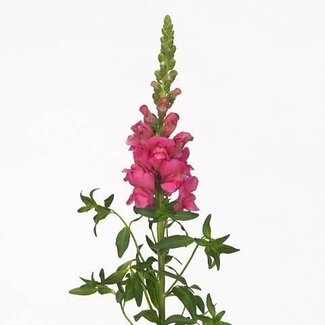 Freshy Antirrhinum Löwenmaul “Avignon Rose” Biologisch | Farbe: Rosa | Länge ± 75 centimeter | Pro 10 frische Blumen