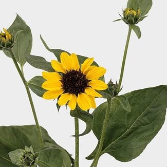 Freshy Helianthus Sonnenblume “Sonja” Biologisch | Farbe: Gelb | Länge ± 55 centimeter | Pro 10 frische Blumen