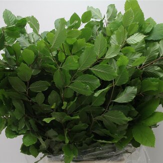 Freshy Fagus Buchenäste | Farbe: Grün | Länge ± 70 centimeter | Per 5 Bündel