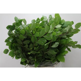 Freshy Fagus Buchenäste | Farbe: Grün | Länge ± 70 centimeter | Per 5 Bündel