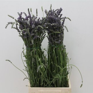 Freshy Lavandela Officinalis True Lavender | Colour: Mixed Colours | Per 5 bunches