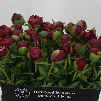 Freshy Paeonia Pfingstrose “Henry Bockstoce” | Farbe: Rot | Länge ± 60 centimeter | Pro 10 frische Pfingstrosen