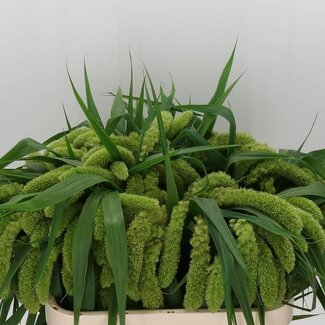 Freshy Setaria Italica “Voll Melk Ex” | Farbe: Grün | Länge ± 75 Zentimeter | Pro 50 frische Halme