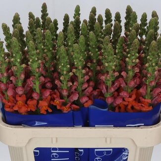 Freshy Antirrhinum Snapdragon “Avignon Deep Orange” | Colour: Orange | Length ± 75 centimetre | Per 10 fresh flowers