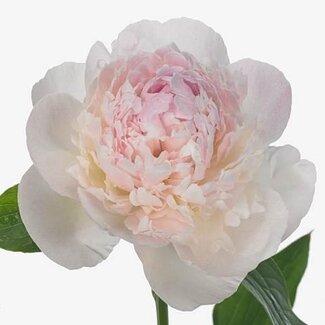 Freshy Paeonia Pfingstrose L “Chiff Parfait” | Farbe: Rosa | Länge ± 60 centimeter | Pro 10 frische Pfingstrosen