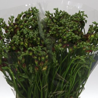 Freshy Freesie doppelt “Expression” | Farbe: Rot | Länge ± 50 centimeter | Pro 50 Stiele frische Blumen