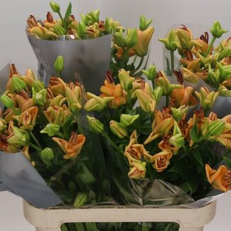 Freshy Lerie Longiflorum x Asiatische Lilie Aqua “Orange Fudge” | Farbe: Orange Braun | Länge ± 85 centimeter | Pro 20 Stiele frische Blumen