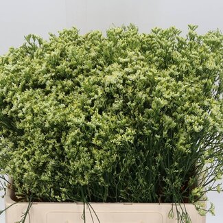 Freshy Limonium Statice Sinuata “Sensy Yellow” | Colour: Yellow | Length ± 60 centimetre | Per 25 stems fresh flowers