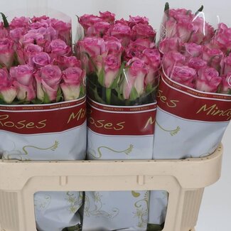 Freshy Rozen “Thriller” | Kleur: Paars Roze | Lengte ± 70 centimeter | Per 10 rozen