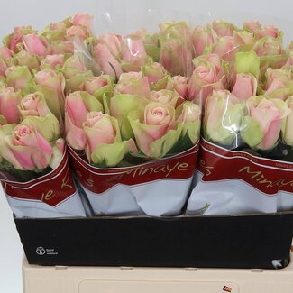 Freshy Rozen “La Belle” | Kleur: Roze | Lengte ± 60 centimeter | Per 10 rozen