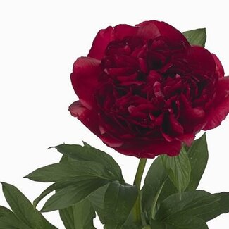 Freshy Paeonia Pioenroos “Christm Velvet” | Kleur: Rood | Lengte ± 60 centimeter | Per 10 verse pioenrozen