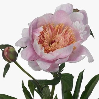 Freshy Paeonia Pioenroos L “Ewelina” | Kleur: Roze | Lengte ± 60 centimeter | Per 10 verse pioenrozen