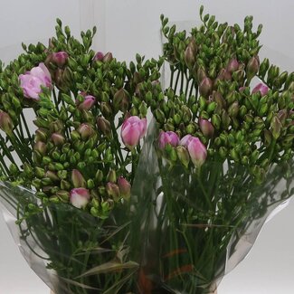 Freshy Freesia dubbel “Honeymoon” | Kleur: Roze | Lengte ± 54 centimeter | Per 50 stelen verse bloemen