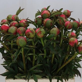 Freshy Paeonia Pioenroos “Coral Charm” | Kleur: Roze | Lengte ± 65 centimeter | Per 10 verse pioenrozen