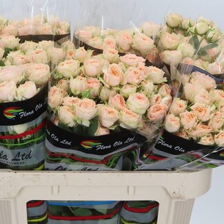 Freshy Holländische Traubenrose “Holly” | Farbe: Orange | Länge ± 70 centimeter | Pro 10 frische Rosen