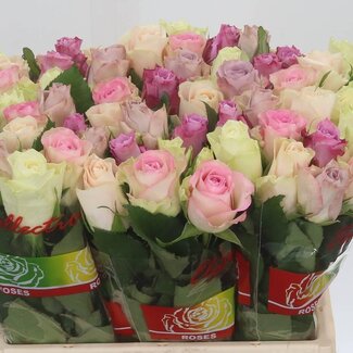 Freshy Strauß Rosen | Farbe: Gemischte Farben | Länge ± 40 centimeter | 20 Rosen pro Bund | Pro Bund